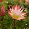 Protea Pink Crown - Protée Hybride 2 Protea Pink Crown - Protée Hybride -Promesse De Fleurs Protea Pink Crown 83442 1