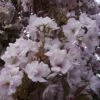 Prunus Serrulata Amanogawa -Promesse De Fleurs Prunus Amanogawa 781794 1