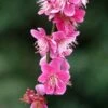 Prunus Mume Beni Chidori - Abricotier Du Japon -Promesse De Fleurs Prunus mume Beni Chidori 87644 1