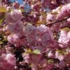 Cerisier à Fleurs Du Japon - Prunus Serrulata Kanzan 2 Cerisier à Fleurs Du Japon - Prunus Serrulata Kanzan -Promesse De Fleurs Prunus serrulata Kanzan ld Drew Avery 9567 1