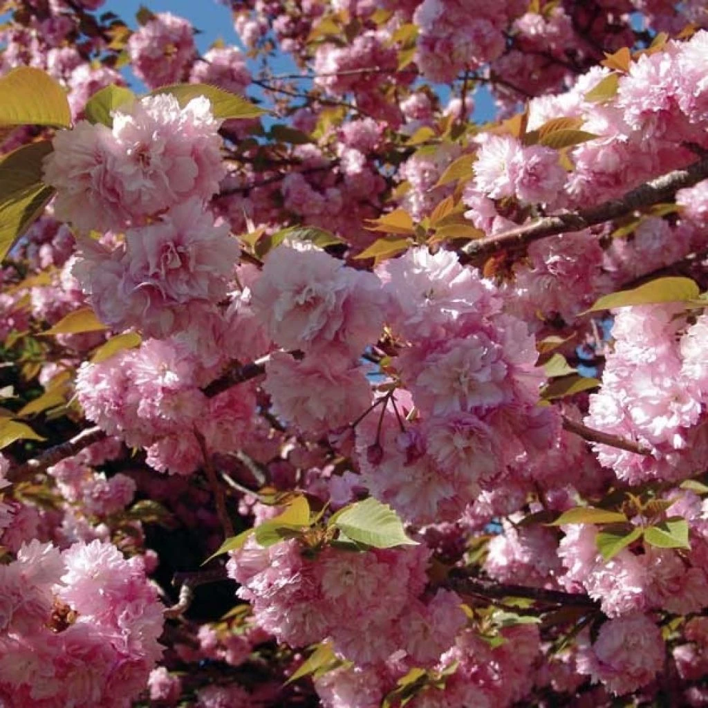 Cerisier à Fleurs Du Japon - Prunus Serrulata Kanzan 3 Cerisier à Fleurs Du Japon - Prunus Serrulata Kanzan