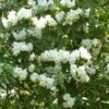Rhododendron Polar Bear -Promesse De Fleurs Rhododendron Polar Bear 84281 1