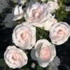 Rosier Couvre-sol Aspirin Rose -Promesse De Fleurs Rosa Aspirin Rose en racines nues 85508 2
