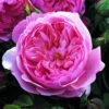 Rosier David Austin The Alnwick Rose 1 Rosier David Austin The Alnwick Rose -Promesse De Fleurs Rosier David Austin The Alnwick Rose en racines nues 84568 1