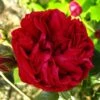 Rosier Grimpant Red Eden Rose -Promesse De Fleurs Rosier Grimpant a grandes fleurs Red Eden Rose EricTabarly 71279 1