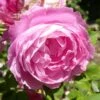 Rosier Ancien La Reine Victoria -Promesse De Fleurs Rosier La Reine Victoria 71269 1