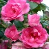 Rosier Arbustif Centenaire De Lourdes -Promesse De Fleurs Rosier Polyantha Centenaire de Lourdes 82275 1