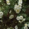 Rosier Liane Sander's White Rambler -Promesse De Fleurs Rosier Sander s White Rambler 57074 1