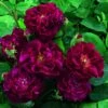 Rosier Ancien Tuscany Superb -Promesse De Fleurs Rosier ancien Tuscany 66559 1