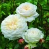 Rosier David Austin Tranquillity 1 Rosier David Austin Tranquillity -Promesse De Fleurs Rosier anglais Tranquility 66558 1