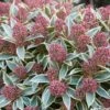 Skimmia Japonica Magic Marlot -Promesse De Fleurs SKIMMIA JAPONICA MAGIC MARLO 7859 1