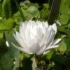 Sanguinaria Canadensis Flore Pleno - Sanguinaire 2 Sanguinaria Canadensis Flore Pleno - Sanguinaire -Promesse De Fleurs Sanguinaria canadensis florepleno ld weisserstier 8474 1