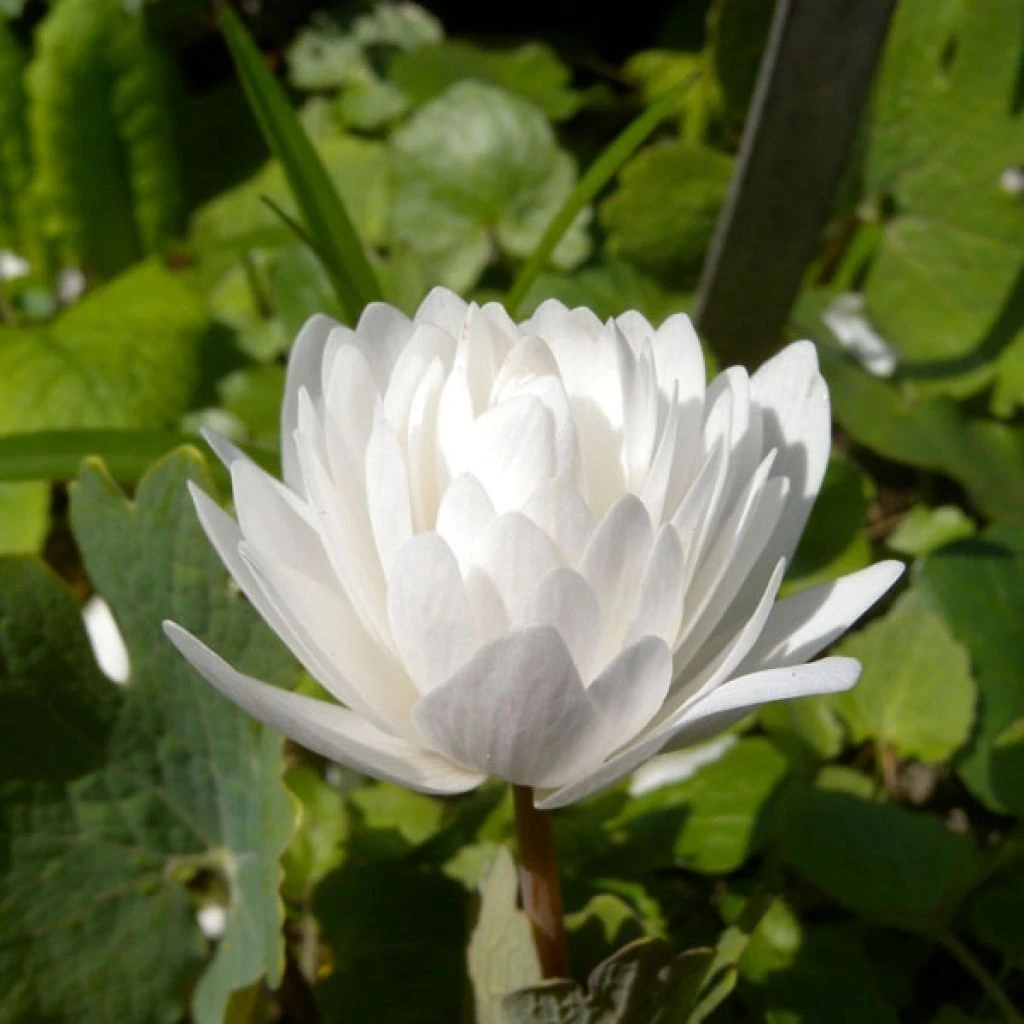 Sanguinaria Canadensis Flore Pleno - Sanguinaire 3 Sanguinaria Canadensis Flore Pleno - Sanguinaire