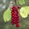 Schisandra Chinensis Sadova N°1 - Baie Aux 5 Saveurs Autofertile -Promesse De Fleurs Schisandra chinensis Sadova 89688 1