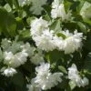 Seringat Minnesota Snowflake - Philadelphus Virginalis