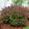 Lilas Bloomerang Dark Purple - Syringa Nain Hybride Remontant -Promesse De Fleurs Syringa Bloomerang Dark Purple 82735 1