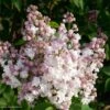 Lilas - Syringa Vulgaris Belle De Moscou -Promesse De Fleurs Syringa vulgaris Belle de Moscou 82803 1
