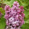 Lilas - Syringa Vulgaris Belle De Nancy -Promesse De Fleurs Syringa vulgaris Belle de Nancy 84345 1