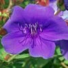 Tibouchina Groovy Baby - Tibouchina Nain 1 Tibouchina Groovy Baby - Tibouchina Nain -Promesse De Fleurs Tibouchina Groovy baby 83472 1