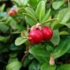 Canneberge - Cranberry - Vaccinium Macrocarpon -Promesse De Fleurs Vaccinium macrocarpon 78409 1