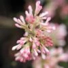 Viorne D'hiver - Viburnum Bodnantense Charles Lamont. -Promesse De Fleurs Viburnum bodnantense Charles Lamont 84373 1