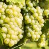 Vigne Lakemont -Promesse De Fleurs Vitis vinifera Lakemont copyright 1006071 1
