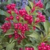 Weigela All Summer Red 1 Weigela All Summer Red -Promesse De Fleurs Weigelia All Summer Red 84476 1
