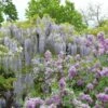 Glycine Japonaise - Wisteria Floribunda Macrobotrys De Belder -Promesse De Fleurs Wisteria floribunda Macrobotrys De Belder 1009542 1