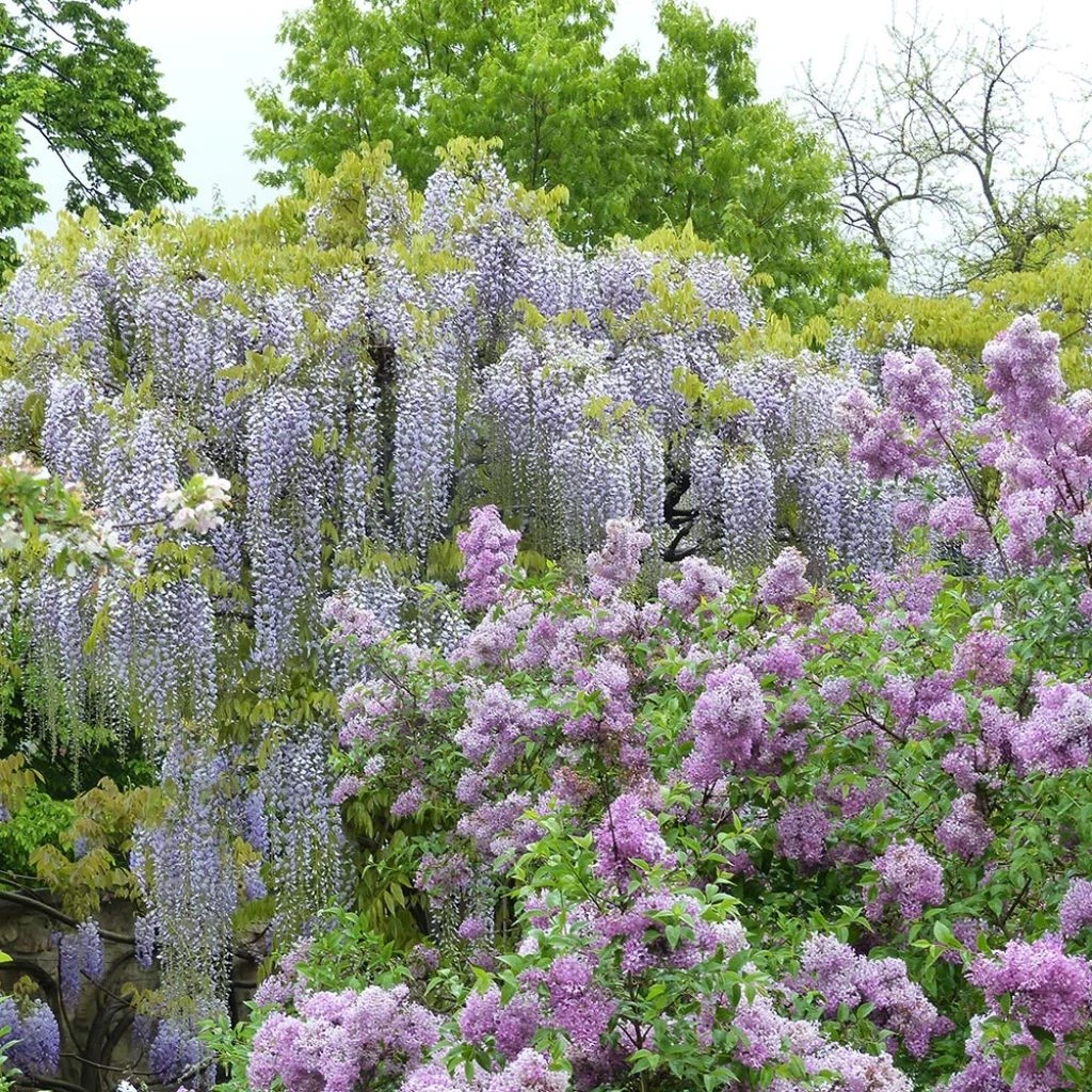 Glycine Japonaise - Wisteria Floribunda Macrobotrys De Belder 3 Glycine Japonaise - Wisteria Floribunda Macrobotrys De Belder