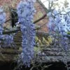 Glycine Blue Moon - Wisteria Frutescens Var. Macrostachya -Promesse De Fleurs Wisteria macrostachya Blue Moon 88235 1