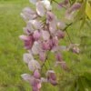 Wisteria Venusta Rosea - Glycine Du Japon -Promesse De Fleurs Wisteria venusta Rosea 82452 1