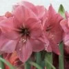 Amaryllis Hercule -Promesse De Fleurs amaryllis hercule 56618 1