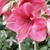 Amaryllis Pink Surprise -Promesse De Fleurs amaryllis pink sensation 56961 1