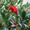 Arbutus Unedo - Arbousier 2 Arbutus Unedo - Arbousier -Promesse De Fleurs arbutus unedo 781557 5