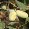 Asimina Sunflower - Pawpaw -Promesse De Fleurs asimina sunflower 82679 3