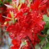 Azalée De Chine Wallowa Red - Rhododendron Hybride -Promesse De Fleurs azalee wallowa red 781689 1