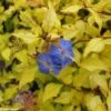 Ceratostigma Willmottianum Sapphire Ring -Promesse De Fleurs cerastostigma sapphire ring 80432 1