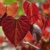 Gainier Du Canada - Cercis Canadensis Red Force -Promesse De Fleurs cercis canadensis red force copyright 1004381 1 1