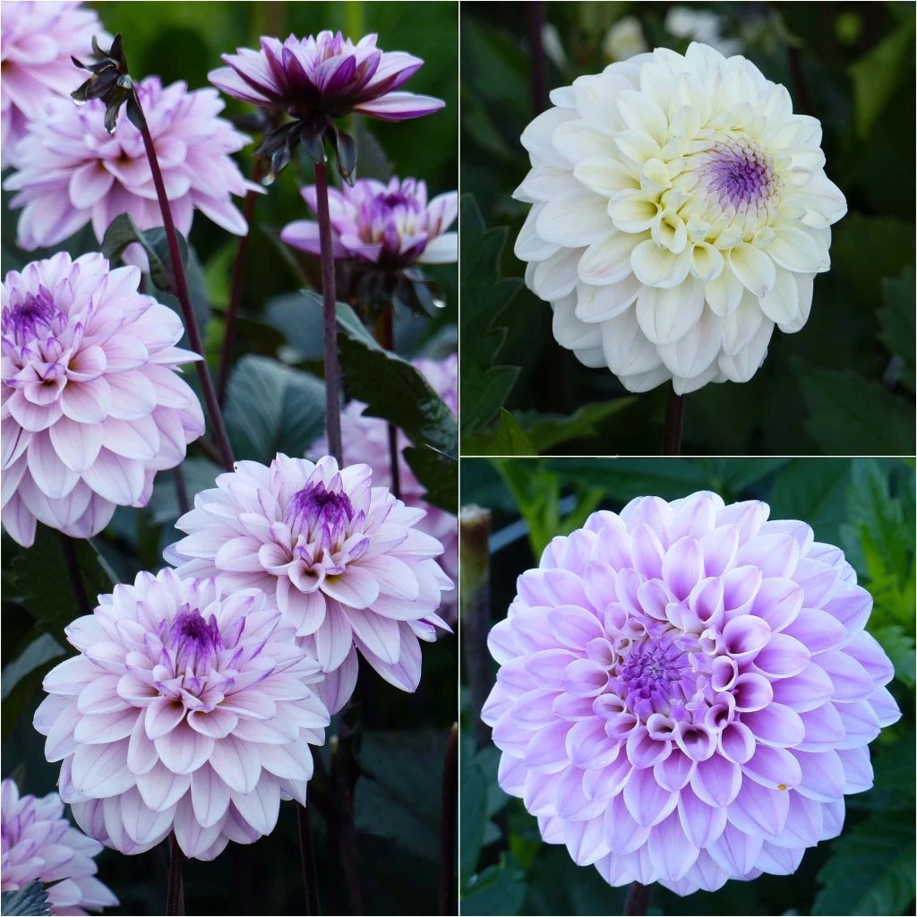 Collection 3 Dahlias Seniors 3 Collection 3 Dahlias Seniors