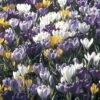 Collection 100 Crocus Grandes Fleurs Mammouth 1 Collection 100 Crocus Grandes Fleurs Mammouth -Promesse De Fleurs collection crocus grandes fleurs 53971 1