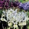 Collection 90 Iris Miniatures -Promesse De Fleurs collection iris miniature 83490 1