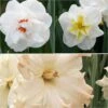 Collection Narcisses Chambord -Promesse De Fleurs collection narcisses chambord 58682 1