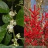 Collection De 2 Houx Verticillata (male Et Femelle) -Promesse De Fleurs collection ilex verticillata m le et femelle 15450 1 1