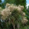 Cordyline Australis -Promesse De Fleurs cordyline australis 78992 1