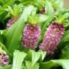 Eucomis Comosa Sparkling Burgundy® - Eucomide Rose à Feuillage Pourpre 2 Eucomis Comosa Sparkling Burgundy® - Eucomide Rose à Feuillage Pourpre -Promesse De Fleurs eucomis comosa sparkling burgundy eucomide rose feuillage pourpre IF 69261 1