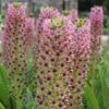 Eucomis Comosa Pink Gin - Fleur Ananas -Promesse De Fleurs eucomis pink gin 15550 1
