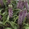 Eucomis Twinkle Stars -Promesse De Fleurs eucomis twinckle stars 51306 1