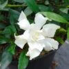 Gardenia Jasminoides Perfumed Petticoats -Promesse De Fleurs gardenia jasminoides perfumed petticoats 83325 1