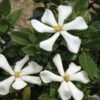 Gardénia Rustique Pinwheel -Promesse De Fleurs gardenia pinwheel copyright plantipp 1