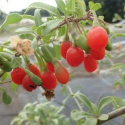 Goji Gojidelys - Lycium Barbarum